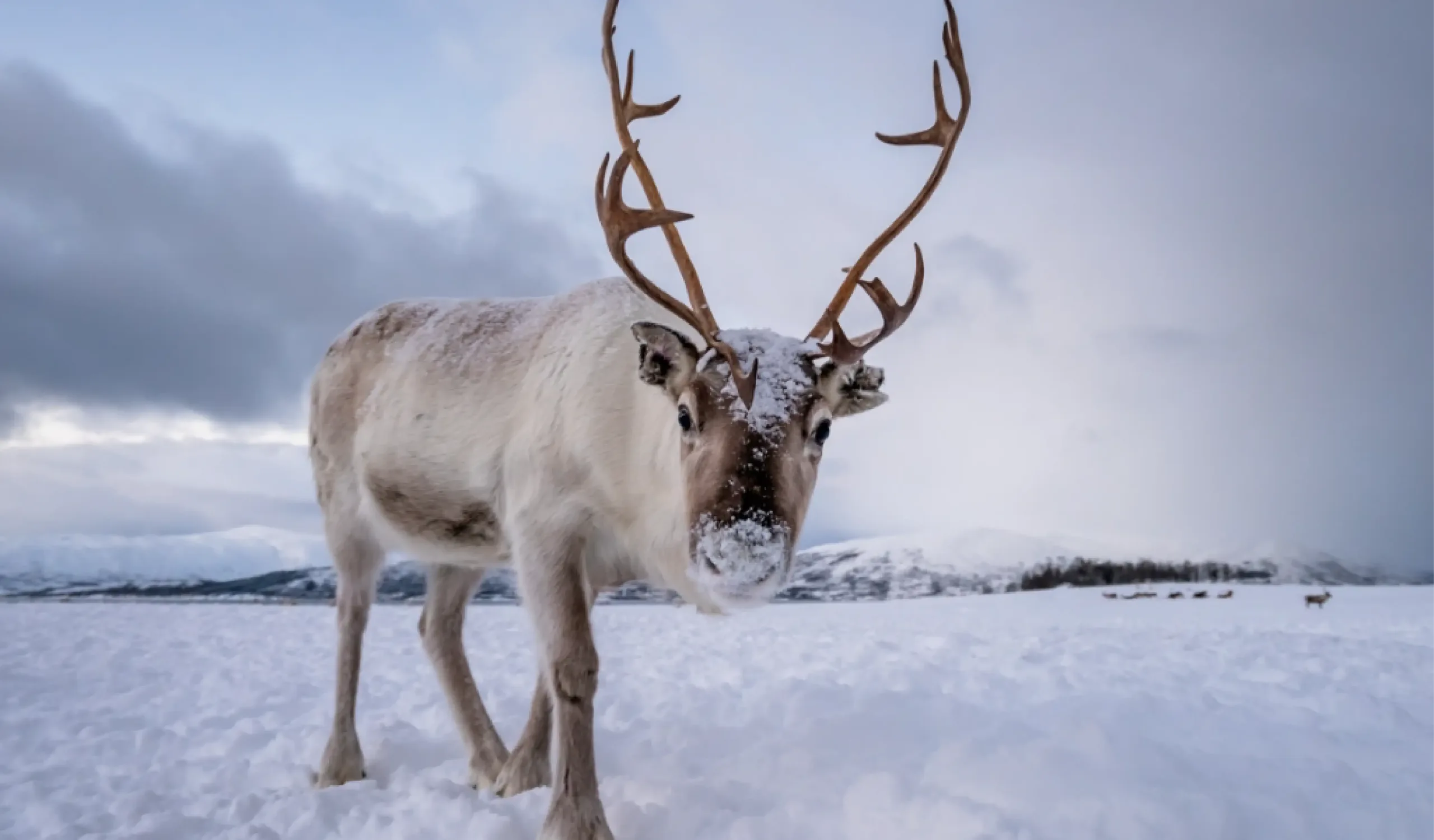 A reindeer with large antlers stands in a snowy landscape with mountains and a cloudy sky in the background.