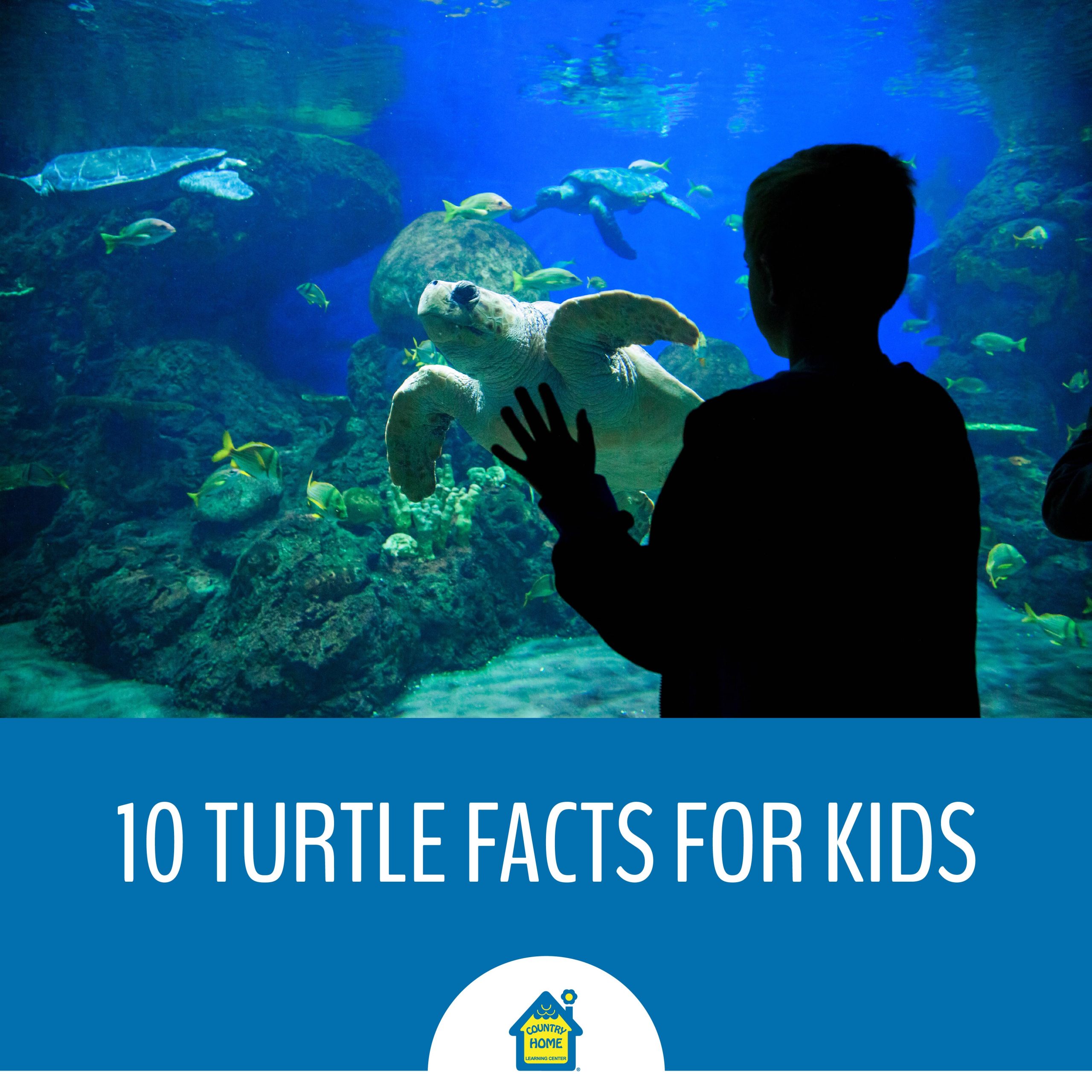 Turtle Facts for Kids