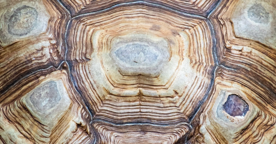 sea turtle shell pattern