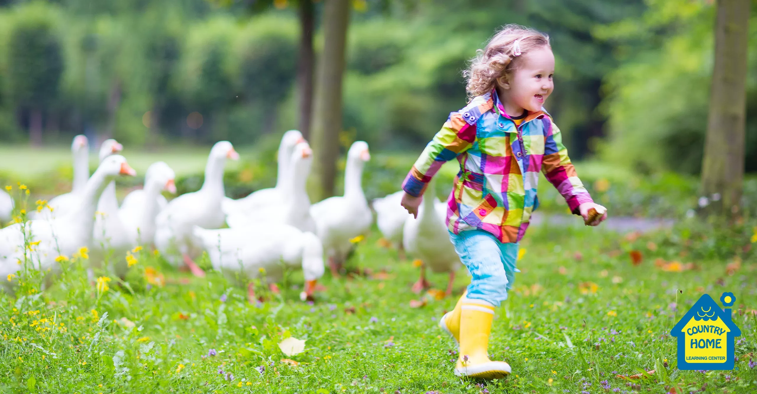 little girl playing with geese outside during spring