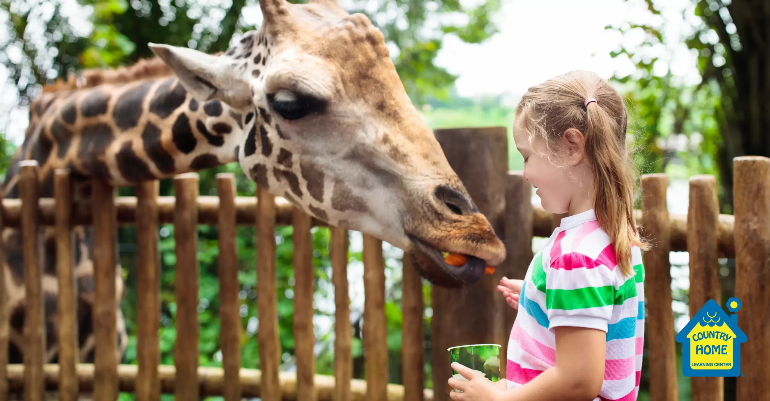 young girl feeding a giraffe at the zoo