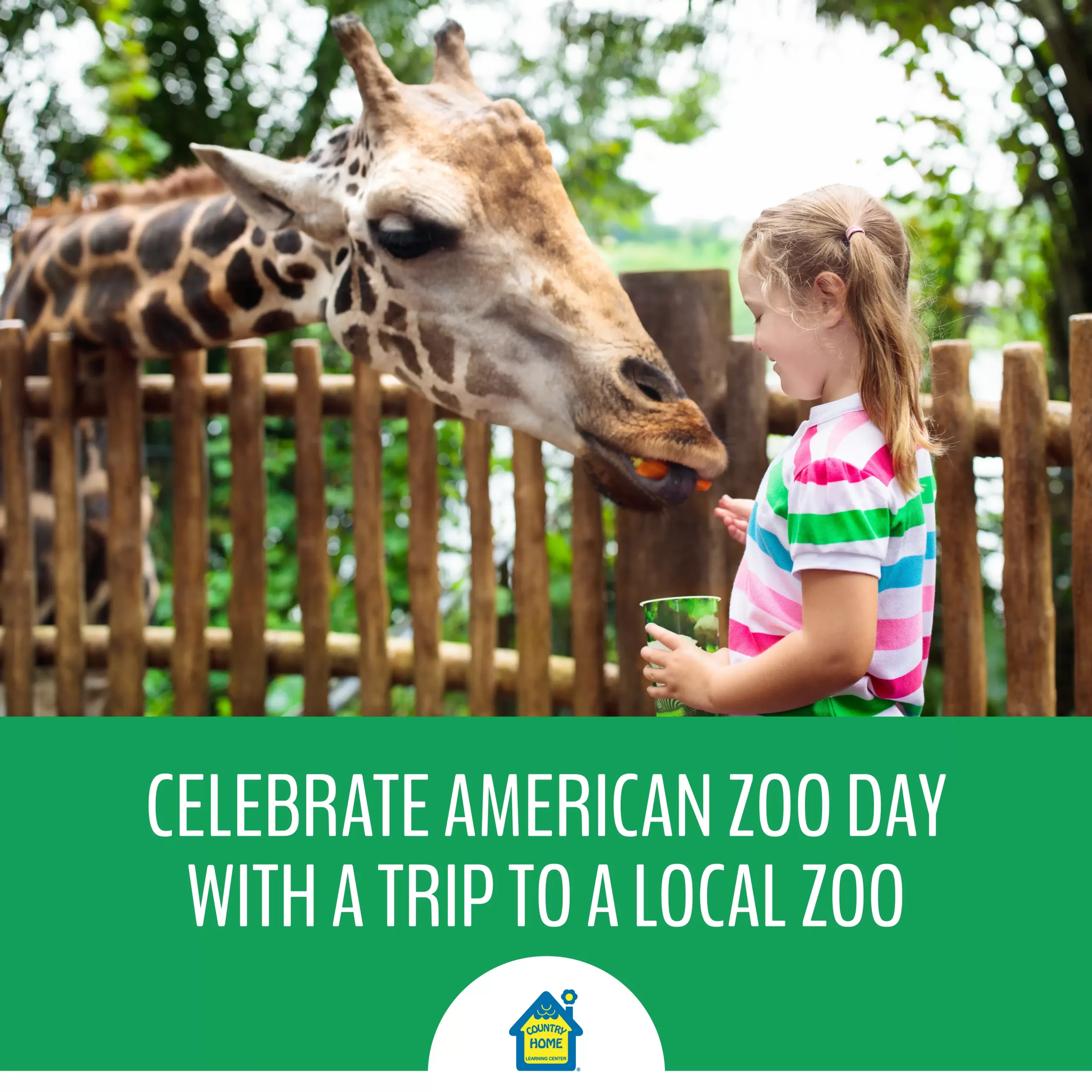 young girl feeding a giraffe at the zoo