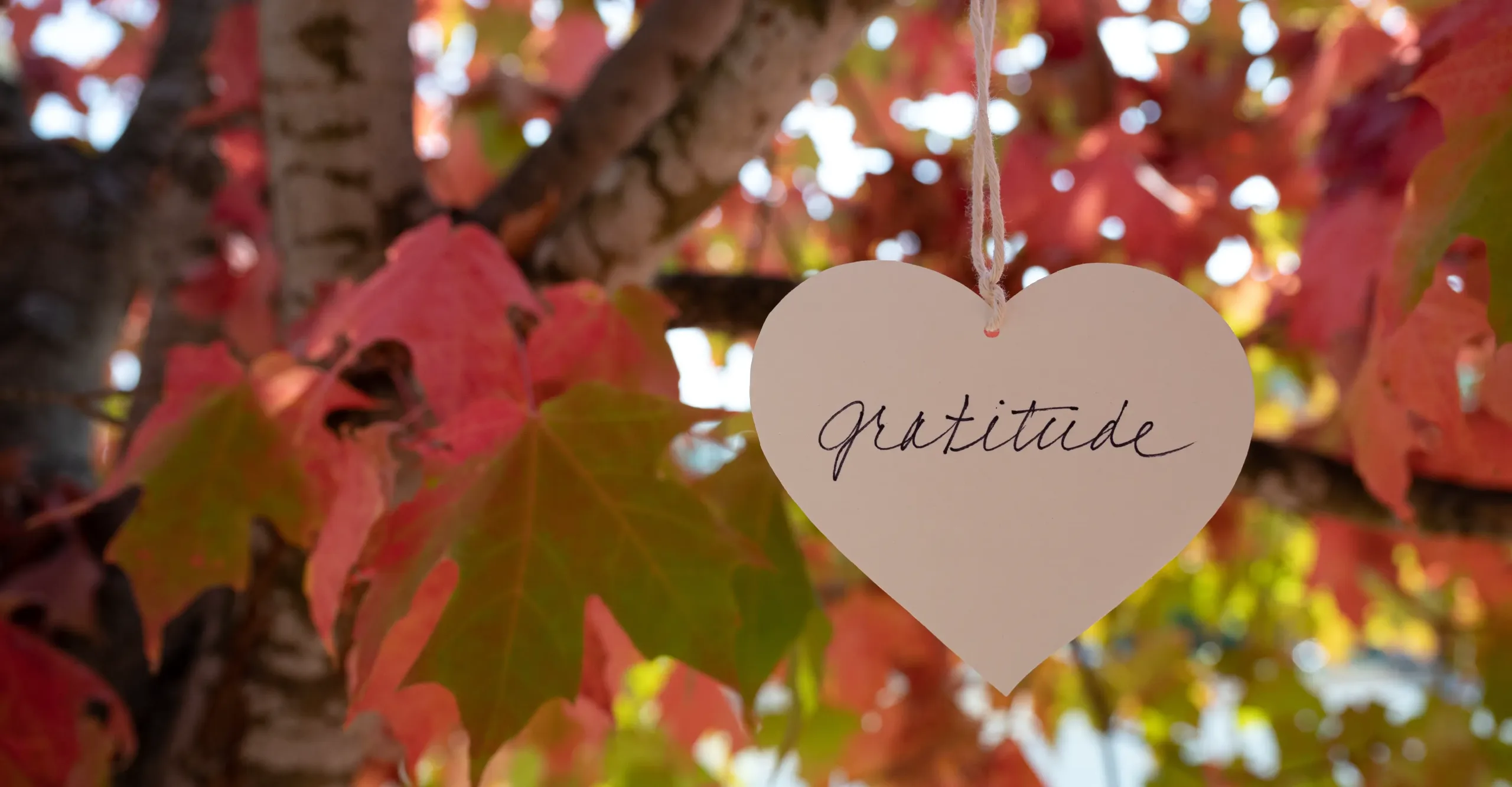 A heart-shaped paper ornament with the word "gratitude" written in cursive, hanging from a tree branch surrounded by vibrant red and green autumn leaves. The background is softly blurred, emphasizing the handwritten message and the colors of fall.
