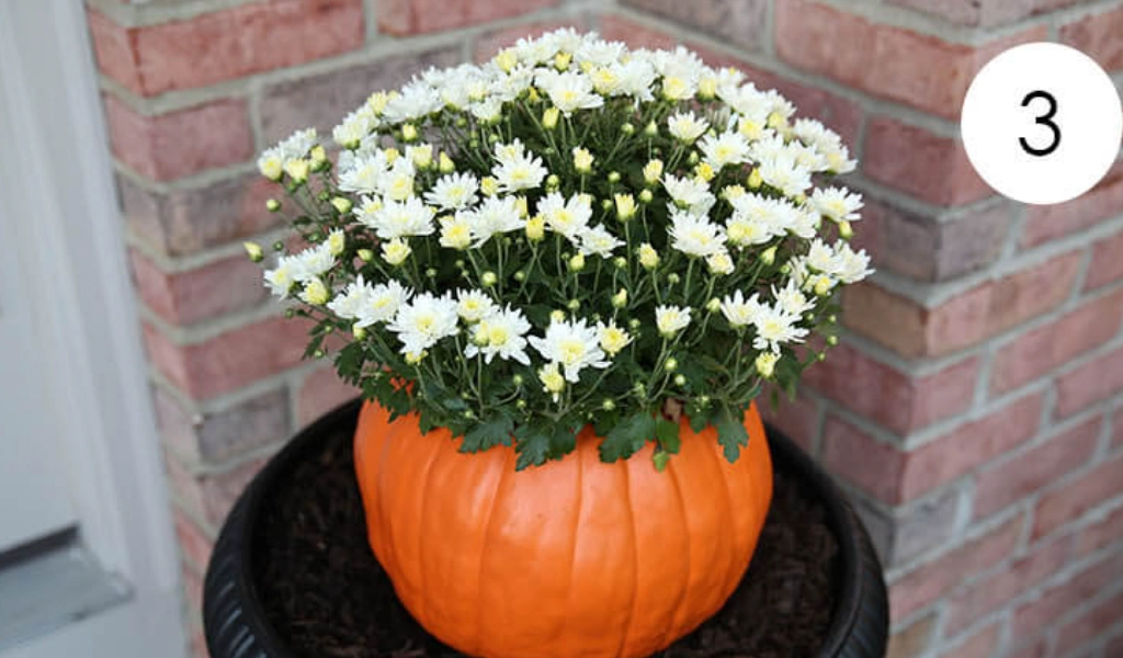 A pot of white chrysanthemums is placed inside a hollowed-out pumpkin, sitting on dark soil near a brick wall.