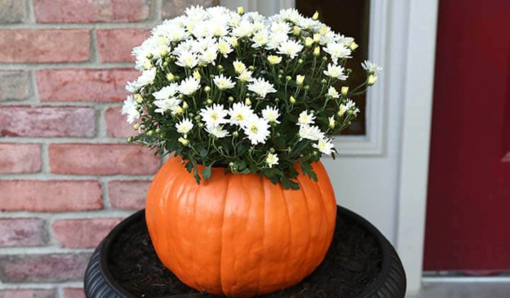 A white chrysanthemum plant is placed inside a hollowed-out orange pumpkin, sitting on a black planter in front of a brick wall and a red door.